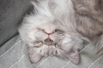 longhair grey cat sleeping on a sofa in a home setting.