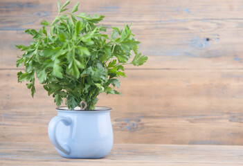 Fresh bunch green parsley bunch in blue bowl on wooden table background. Floral design element. Healthy eating and dieting concept