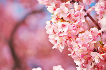 陽気の中で咲く河津さくら