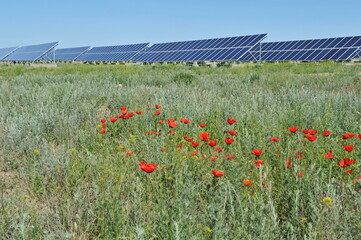 Zhambyl region, Kazakhstan - 05.15.2013 : A poppy field grows on the territory of the solar station