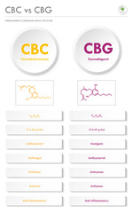 CBC vs CBG, Cannabichromene vs Cannabigerol vertical business infographic  illustration about cannabis as herbal alternative medicine and chemical therapy, healthcare and medical science vector.