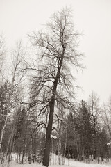 Obraz na płótnie Canvas trees in snow