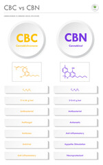CBC vs CBN, Cannabichromene vs Cannabinol vertical business infographic  illustration about cannabis as herbal alternative medicine and chemical therapy, healthcare and medical science vector.
