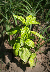 green basil bush growing in the garden in nature