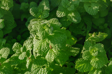 plant apple mint Mentha suaveolens © David Jalda