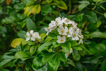 plant Laurustinus or Viburnum tinus with flowers