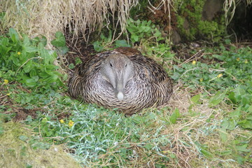 Eider Duck (female), Isle of May, Firth of Forth, Scotland.