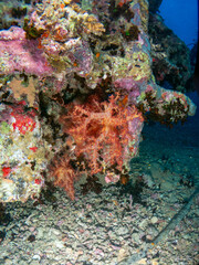 seabed in the red sea with coral and fish
