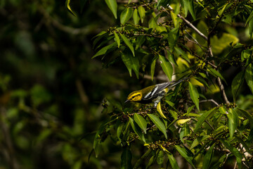 Chipe dorso verde en un árbol.