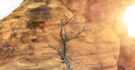 Close up of part of dry dead desert tree in scattered sun light from right side with rock wall in background