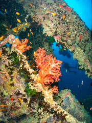 Fototapeta na wymiar seabed in the red sea with coral and fish 