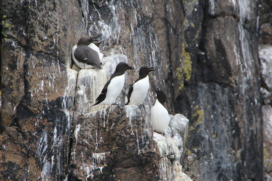 Razorbills (Lesser Auks), Isle of May, Firth of Forth, Scotland.