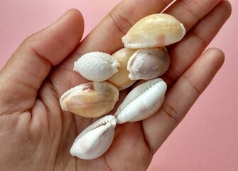 Coffee bean trivia, Sea ​​animal nature concept suitable for study about marine animals type