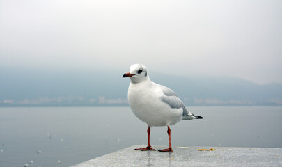 One white larus ridibundus with fat belly stands on the platform in cloudy day