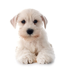 white miniature schnauzer in studio