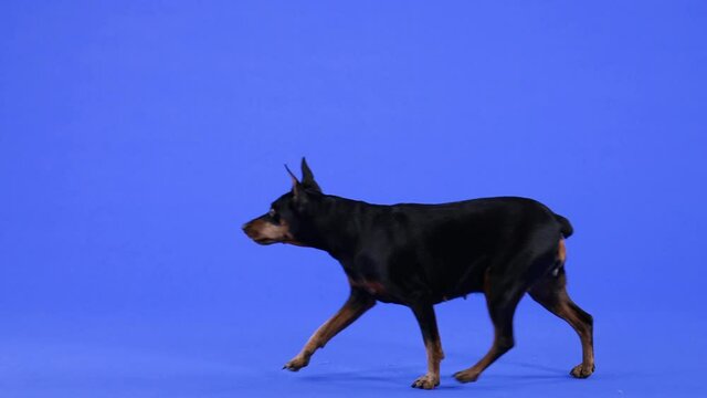 The Miniature Pinscher runs past the camera from right to left. Pet in the studio on a blue background. Slow motion. Close up.