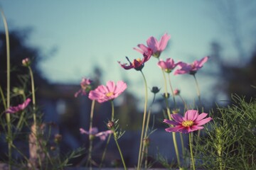 Fototapeta premium Beautiful blooming cosmos flower background.