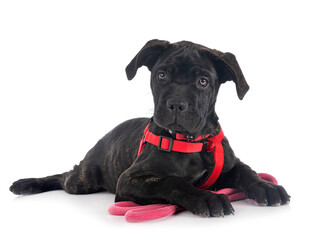 puppy cane corso
