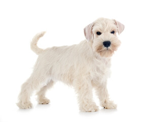 miniature schnauzer in studio