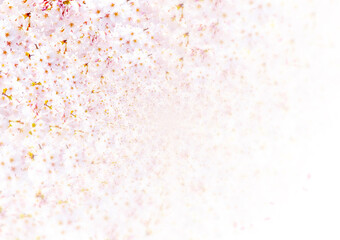 Gradient cherry blossom background image from the upper left with a lot of margins