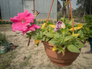 Fototapeta na wymiar flower plant in a flowerpot in a winter sunny day