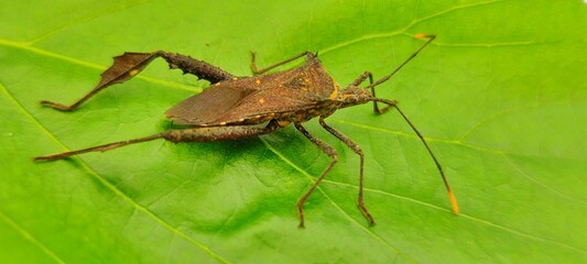 close up of a cockroach on a white background