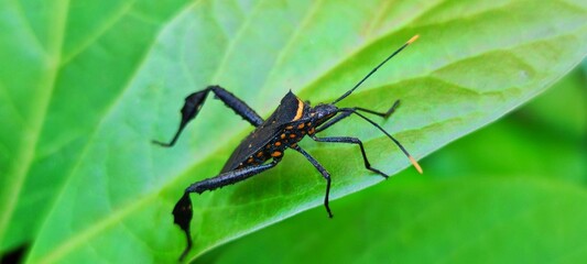 A forest bug or red-legged shieldbug (Pentatoma rufipes) of the family Pentatomidae on a stem of a plant. In the summer in a Dutch garden. Bergen, Netherlands,