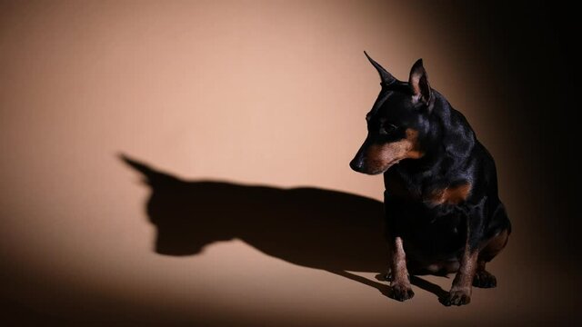 The Miniature Pinscher sits full length in a dark studio under the spotlight. The pet looks at the camera, trembles and lifts its left front paw. Slow motion. Close up.