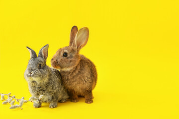 Cute rabbits and pussy willow on color background