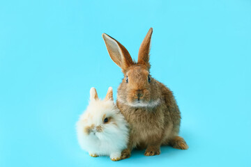 Cute funny rabbits on color background