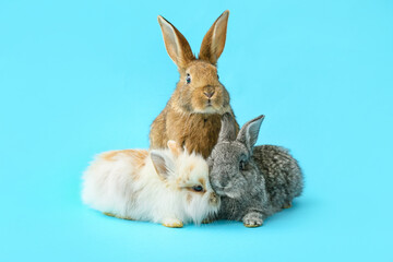 Cute funny rabbits on color background