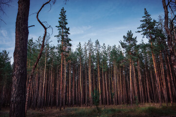 pine forest in russia, dark colors
