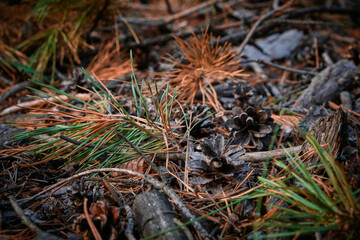 cones and corners on the ground in a pine forest