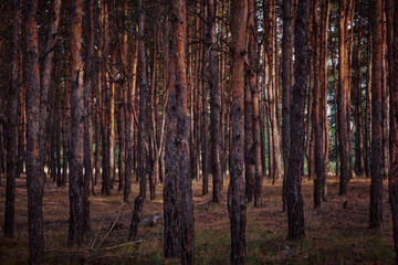 pine forest in russia, dark colors