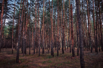 Fototapeta premium pine forest in russia, dark colors