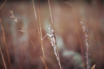grasshopper sits on ear, blurred background