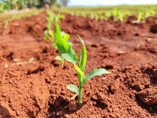 corn seedlings