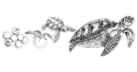 Hand drawn sea turtle life cycle