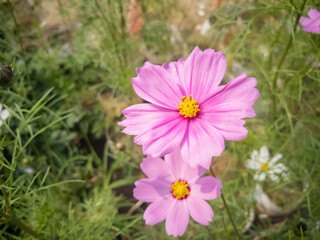 Obraz premium beautiful cosmos flower in a bright sunny day in dhaka
