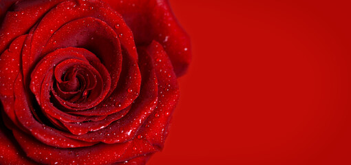 Macro image of red rose with water droplets. Copy space for text. Banner