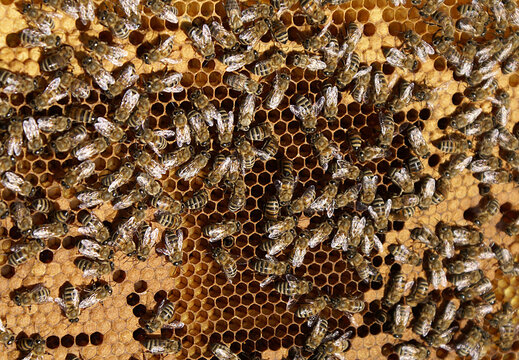 An image that contains all the details of the beehive down to the finest detail and the perfect teamwork of bees.