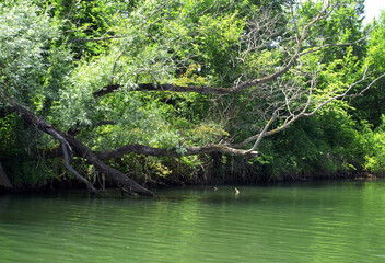 A panoramic shot of a scenery that captures an enormous tree in the water.