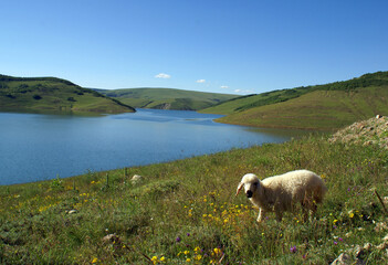 Obraz premium Cute lambs enjoying the long lake view under the warming sun lights