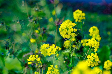 風土記の丘の菜の花