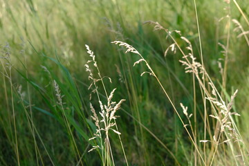 grass on a blurred background