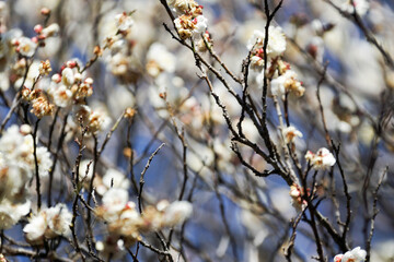 白梅の花と青い空