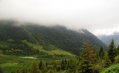 A close up shot of a scenery that captures a misty morning in the mountains full of trees.