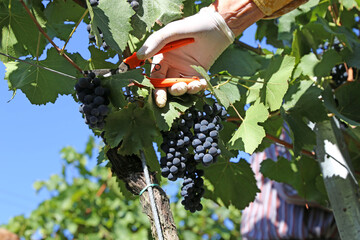 Grape harvest: Hand harvest of Pinot Noir and Pinot Gris grapes