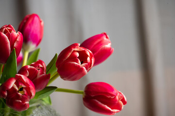 Fototapeta premium Red tulips in front of a window curtain at home
