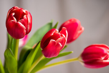 Fototapeta premium Red tulips in front of a window curtain at home